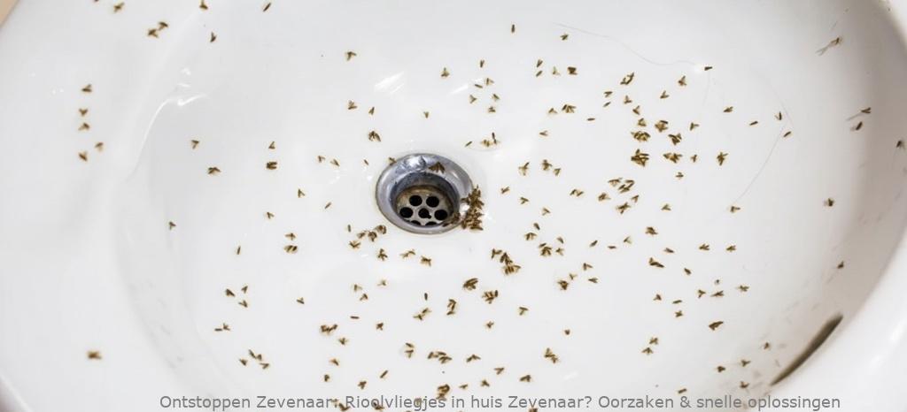 Rioolvliegjes in huis Zevenaar? Oorzaken & snelle oplossingen